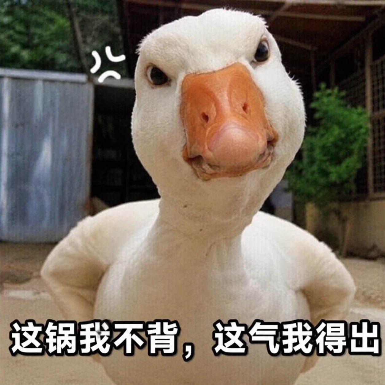 叉腰生气的鹅表情包